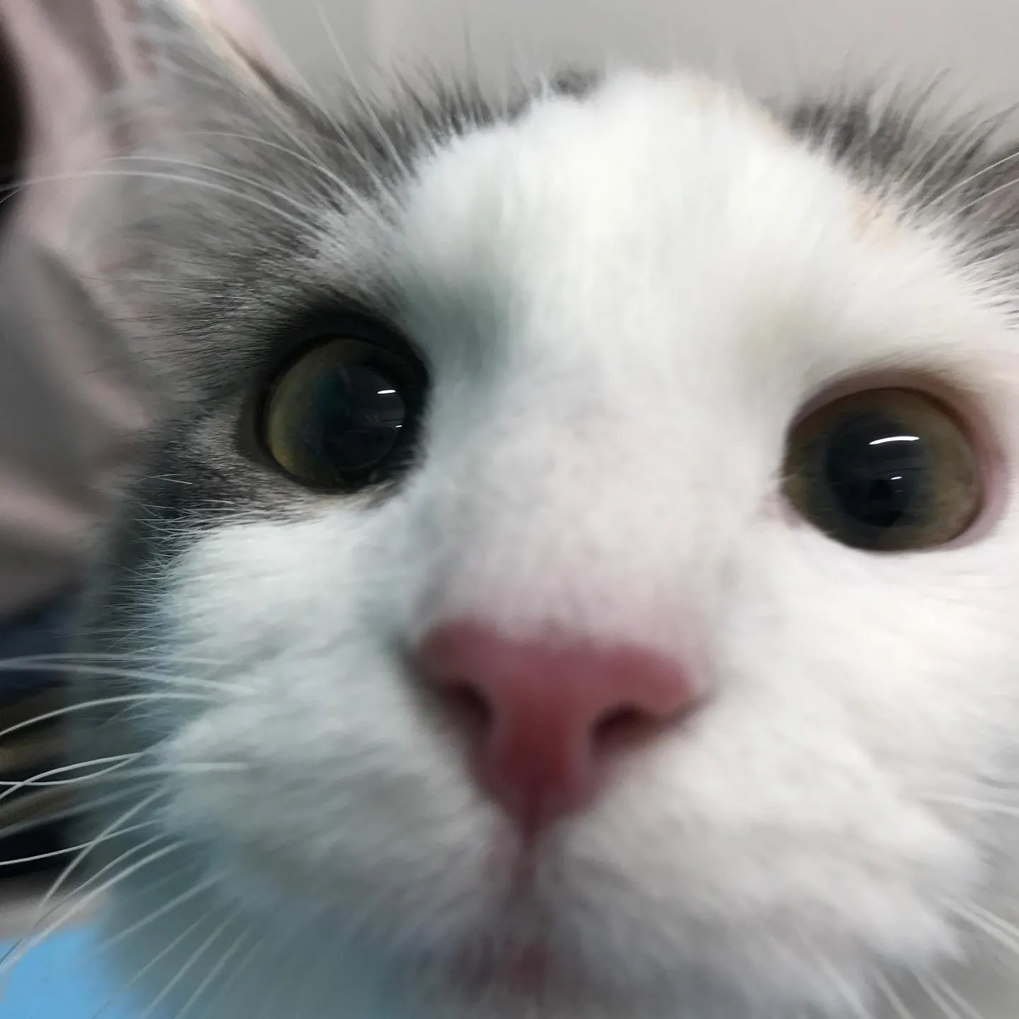 【避妊手術　猫ちゃん】