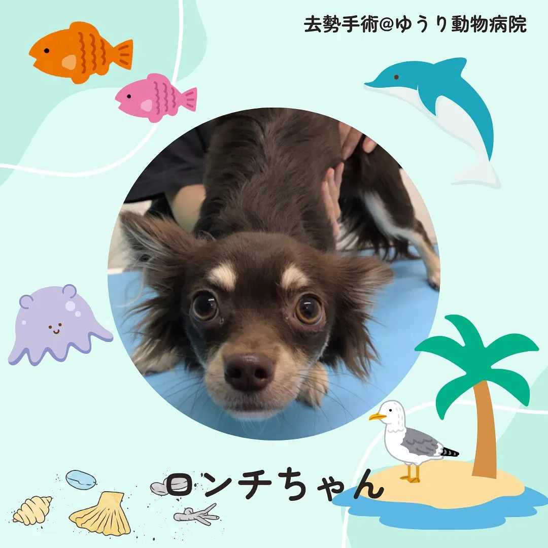 【去勢手術　犬ちゃん】