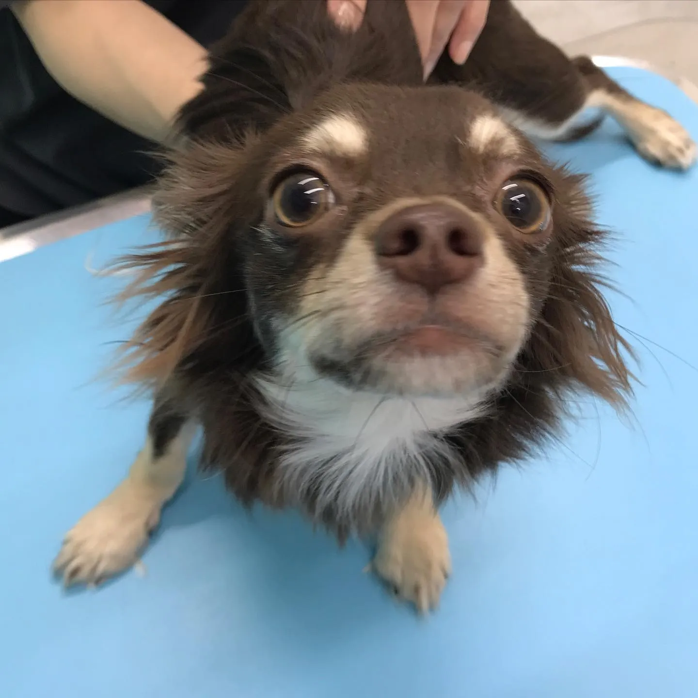 【去勢手術　犬ちゃん】