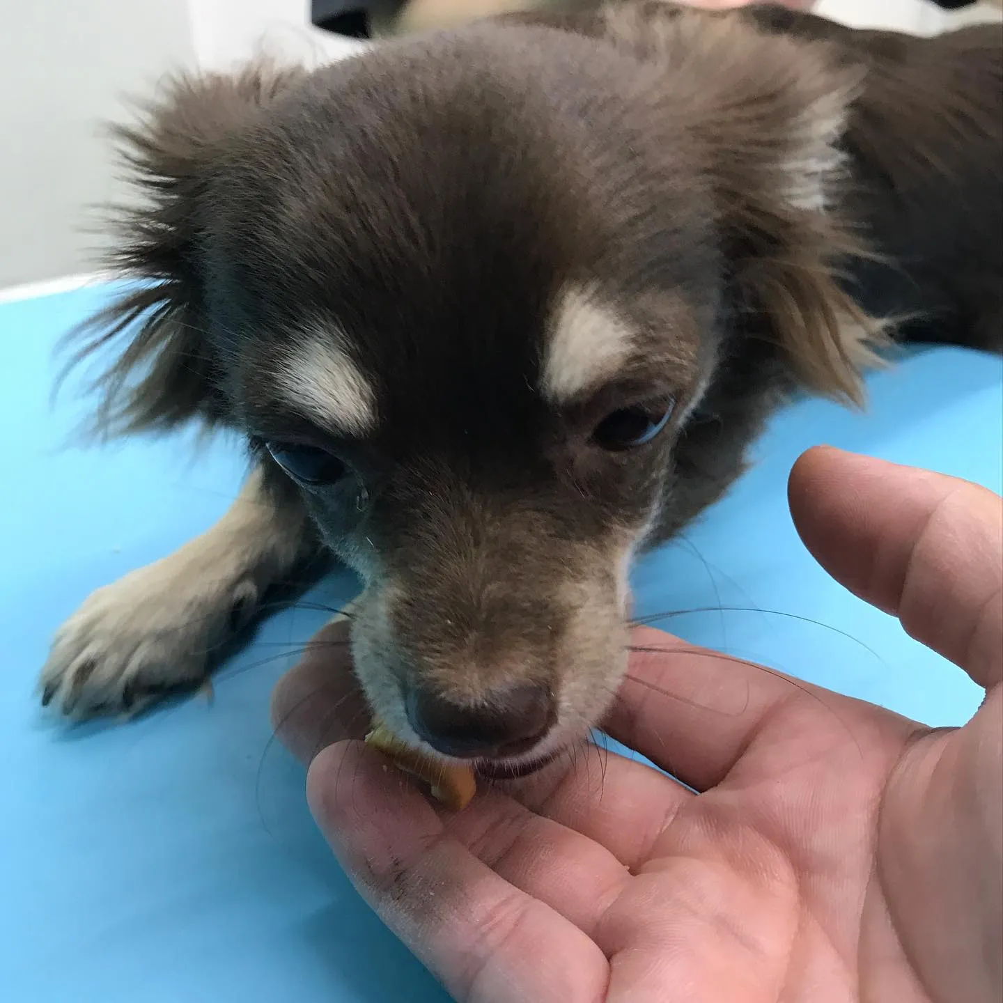 【去勢手術　犬ちゃん】