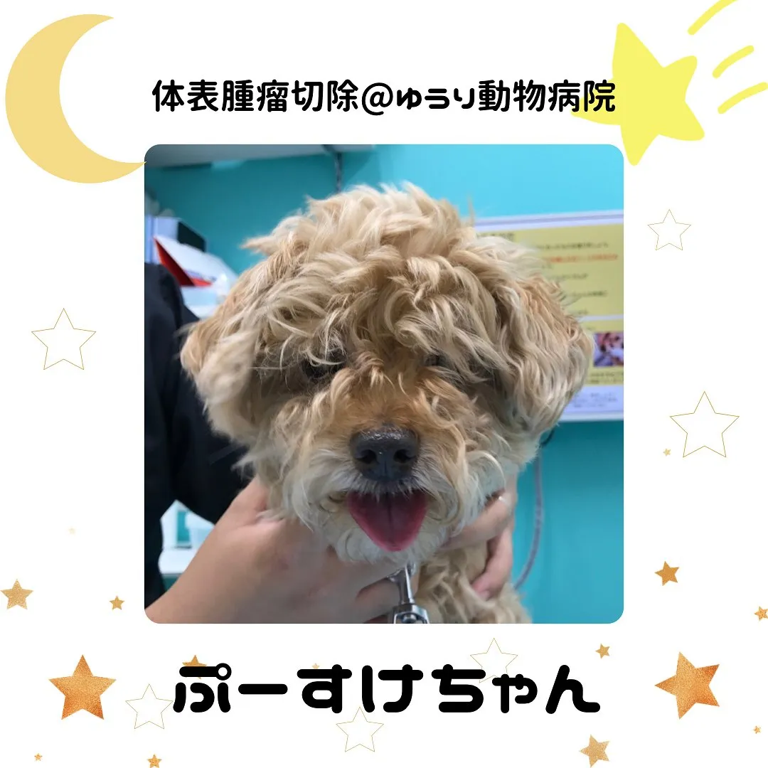 【体表腫瘤切除　犬ちゃん】