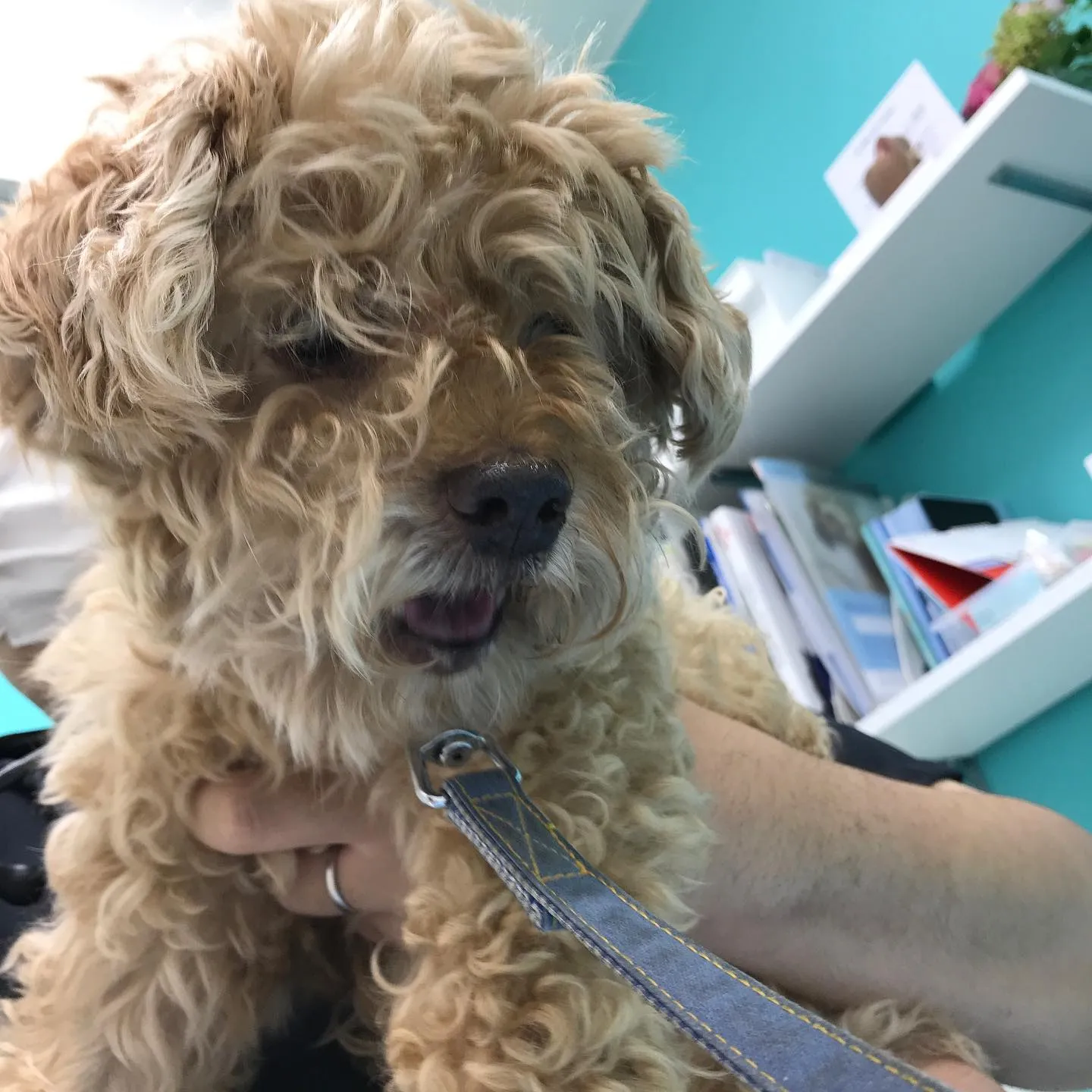 【体表腫瘤切除 犬ちゃん】