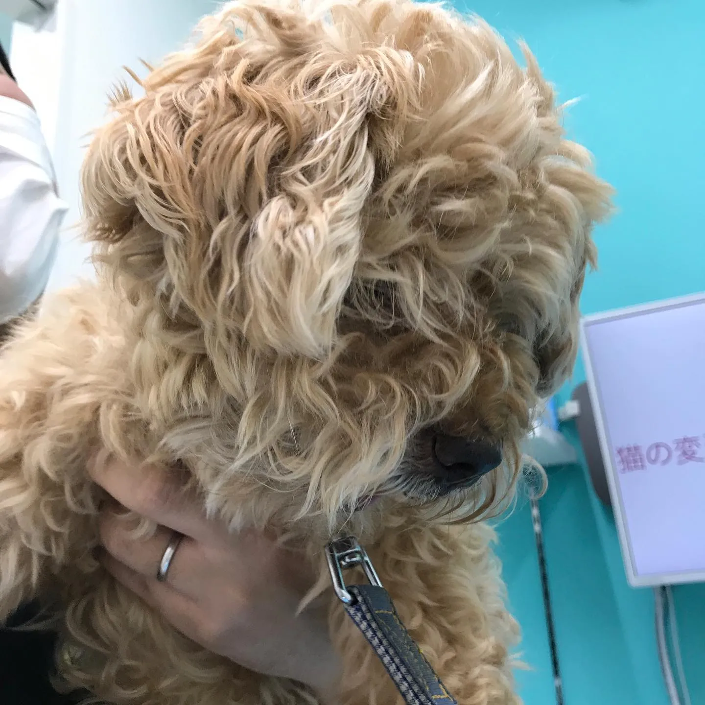 【体表腫瘤切除 犬ちゃん】