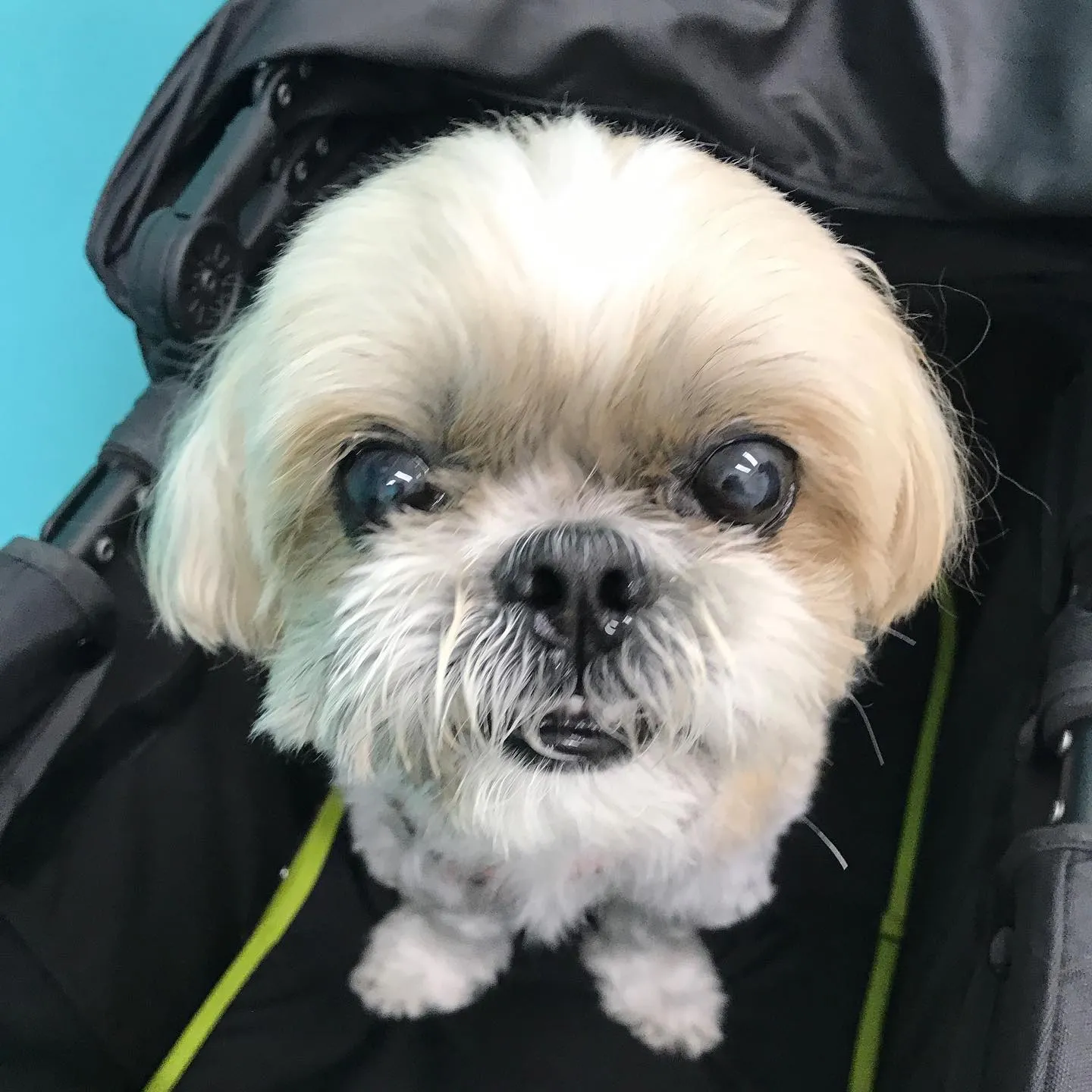 【歯科処置 犬ちゃん】