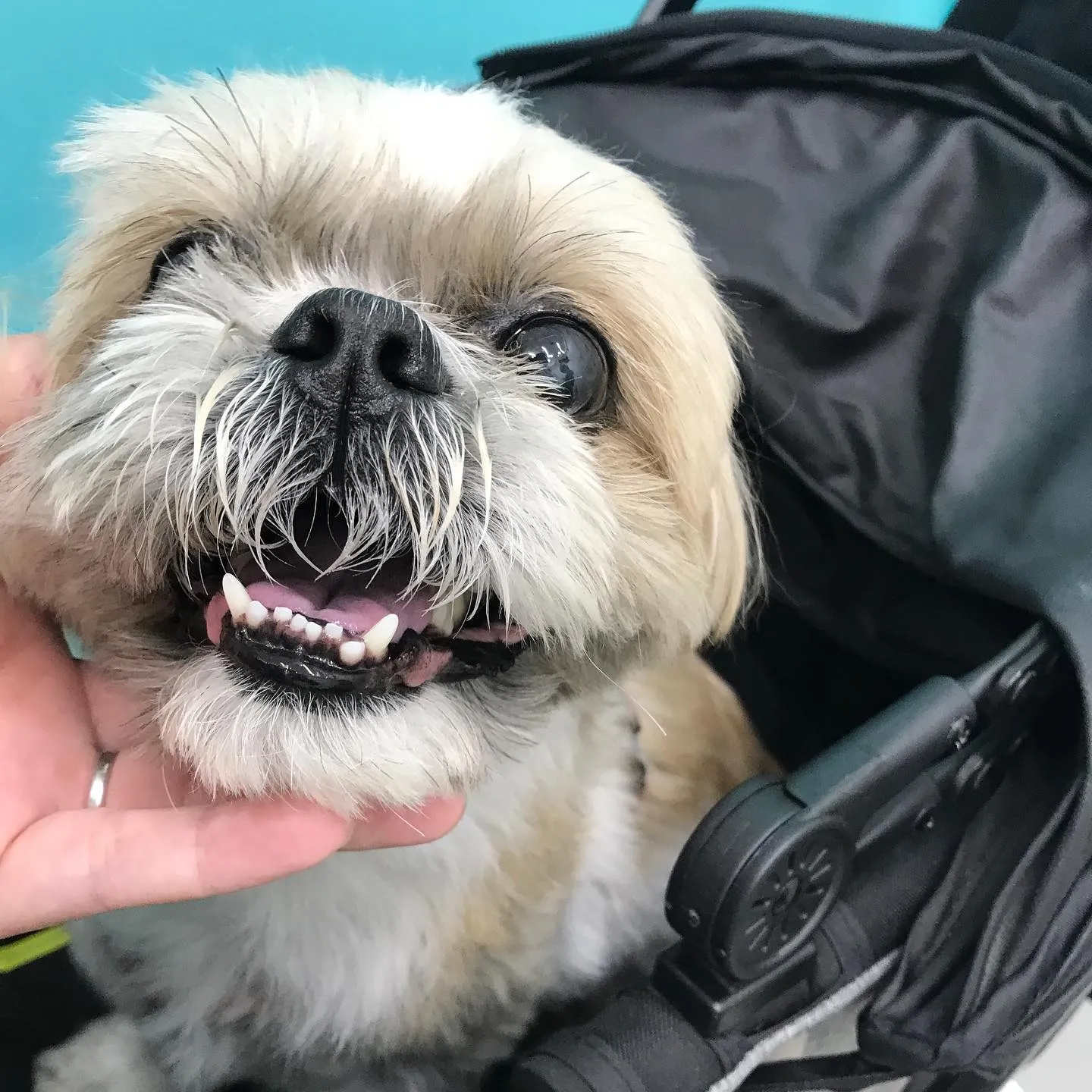 【歯科処置 犬ちゃん】