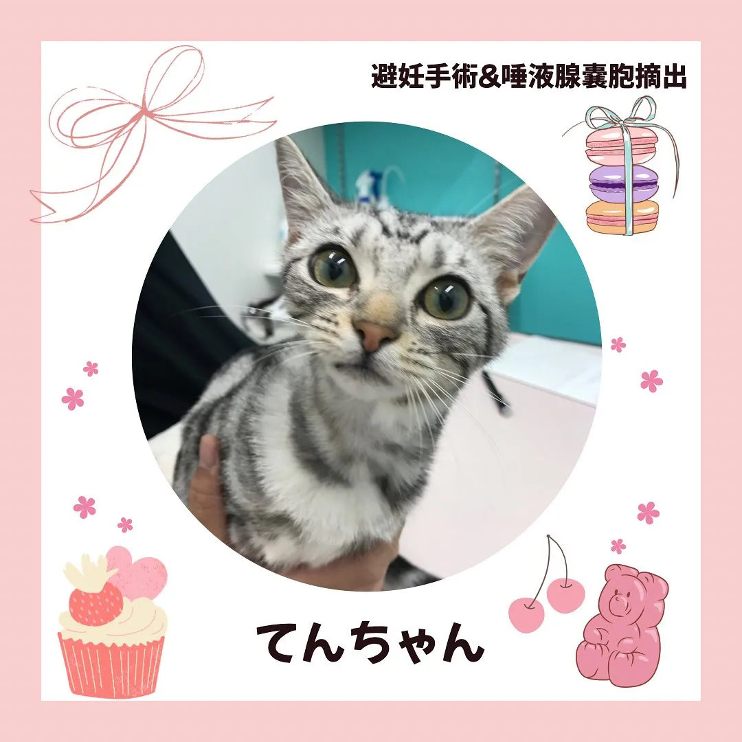 【避妊手術&唾液腺嚢胞摘出 猫ちゃん】