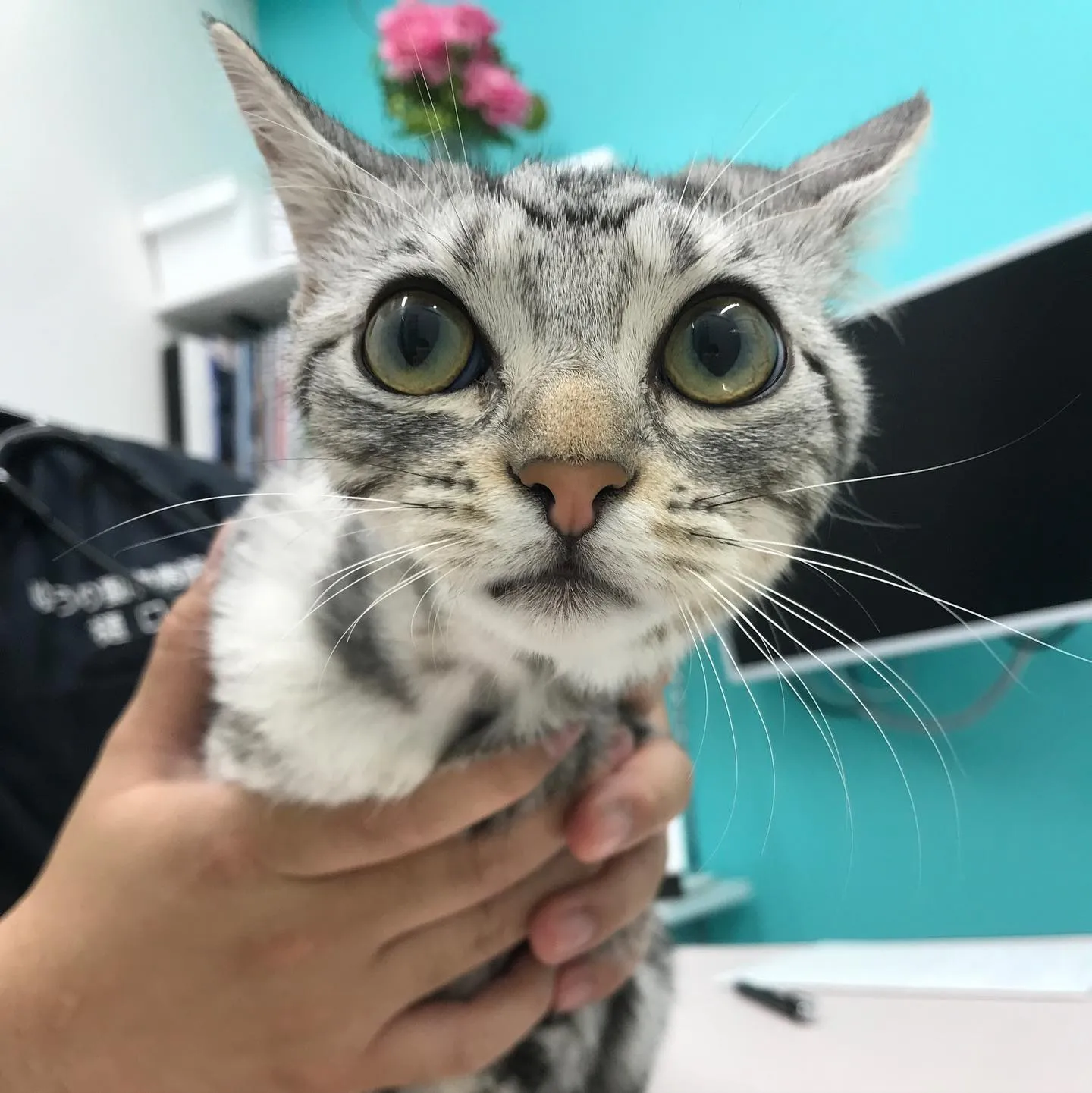 【避妊手術&唾液腺嚢胞摘出 猫ちゃん】