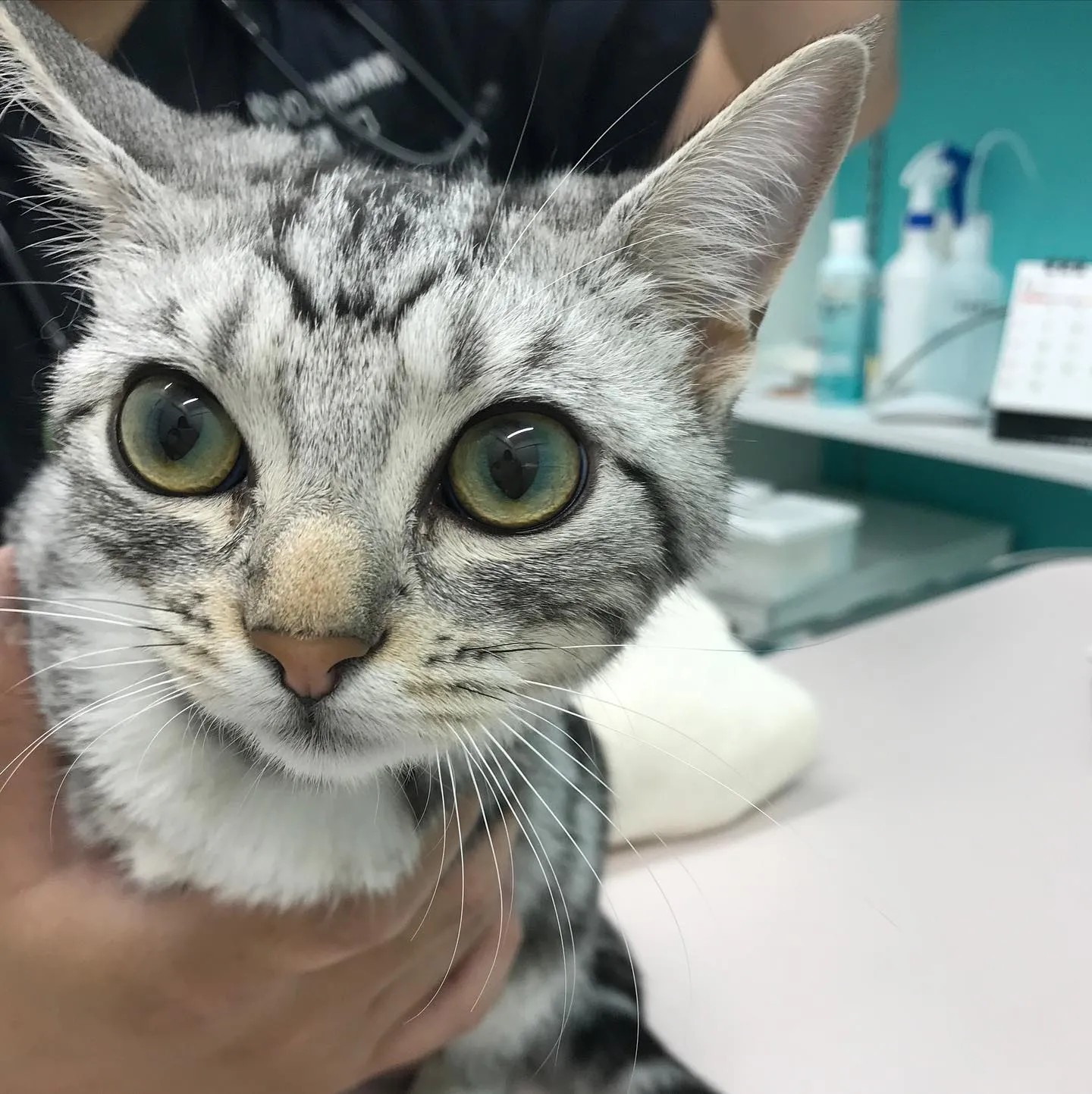 【避妊手術&唾液腺嚢胞摘出 猫ちゃん】