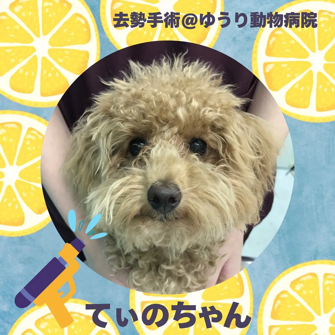 【去勢手術　犬ちゃん】