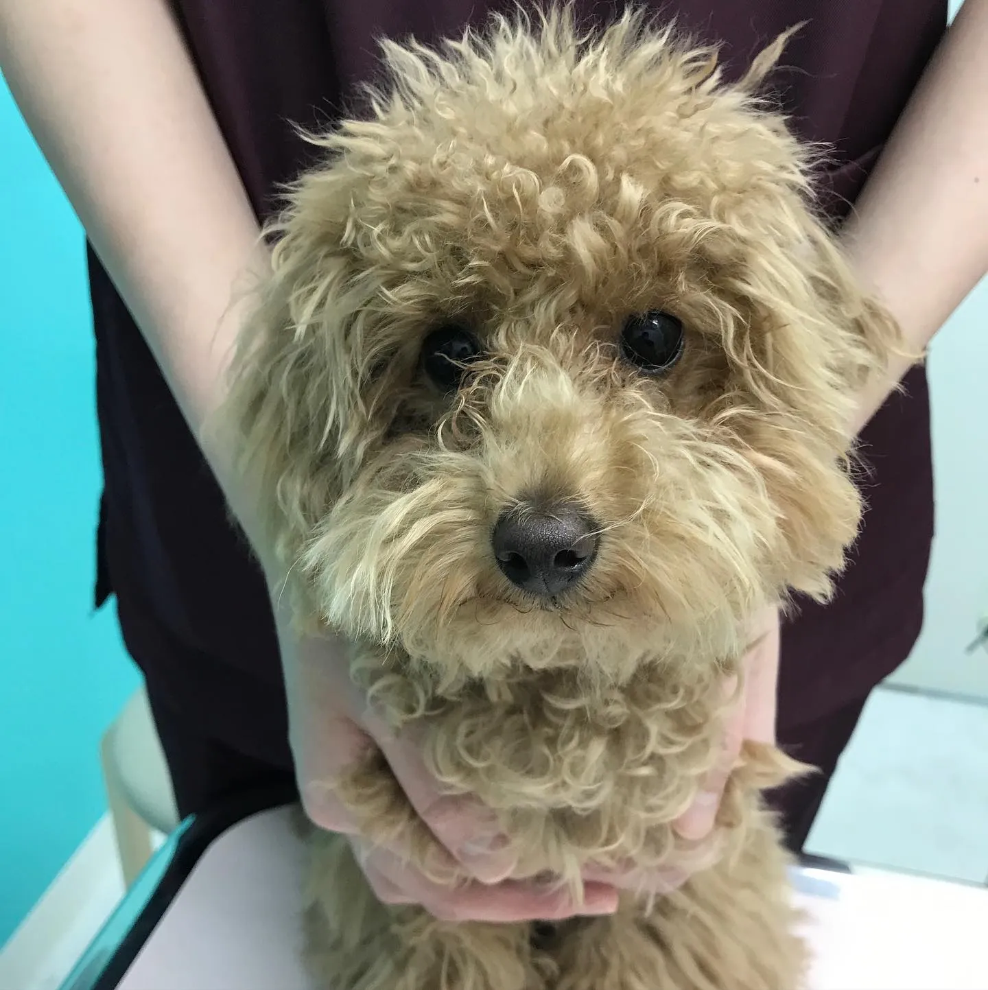 【去勢手術　犬ちゃん】