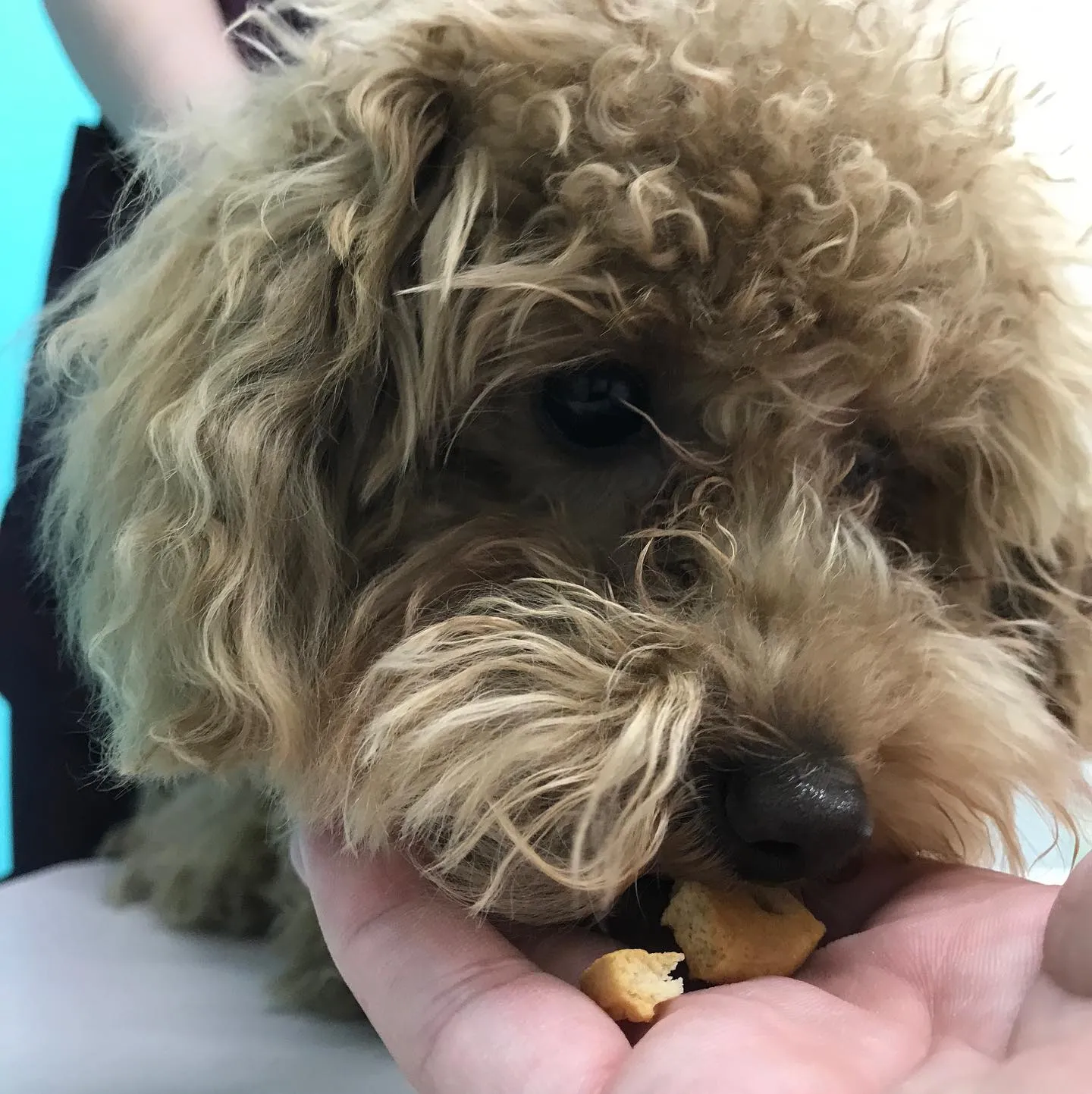 【去勢手術　犬ちゃん】