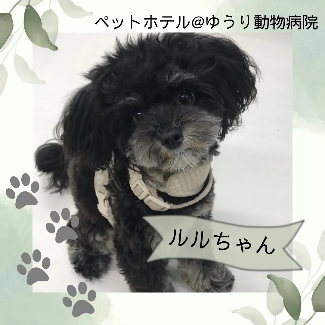 【ペットホテル 犬ちゃん】