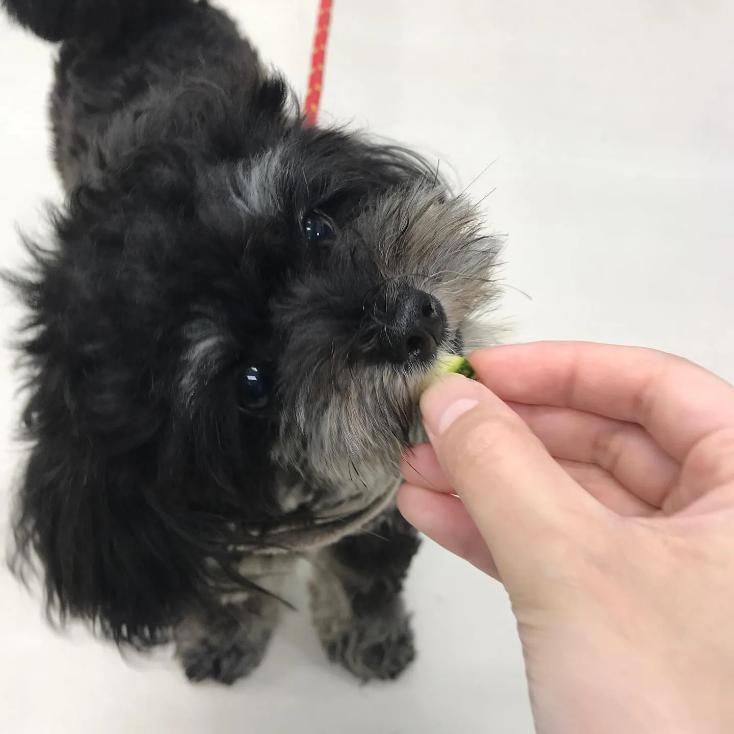 【ペットホテル 犬ちゃん】