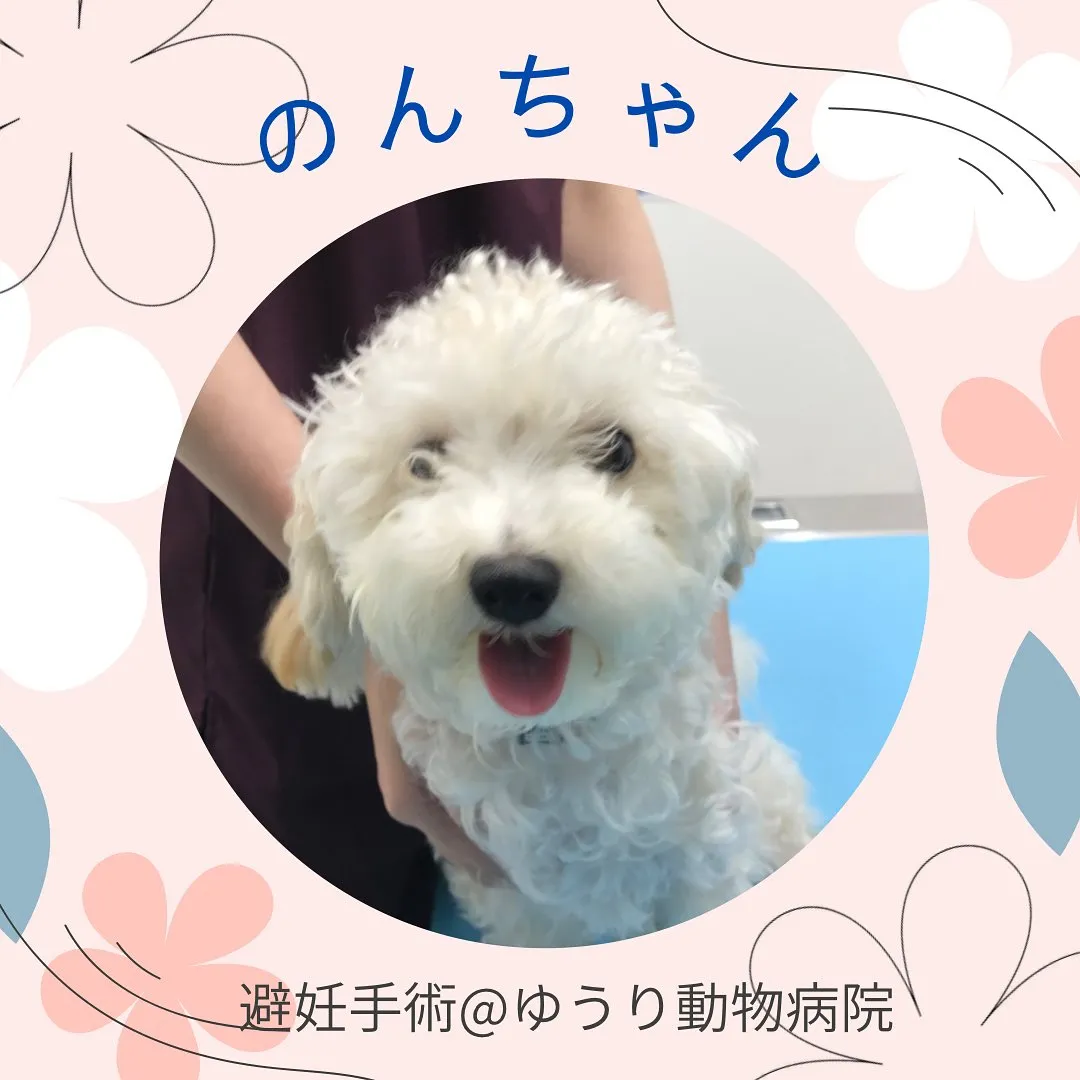 【避妊手術　犬ちゃん】