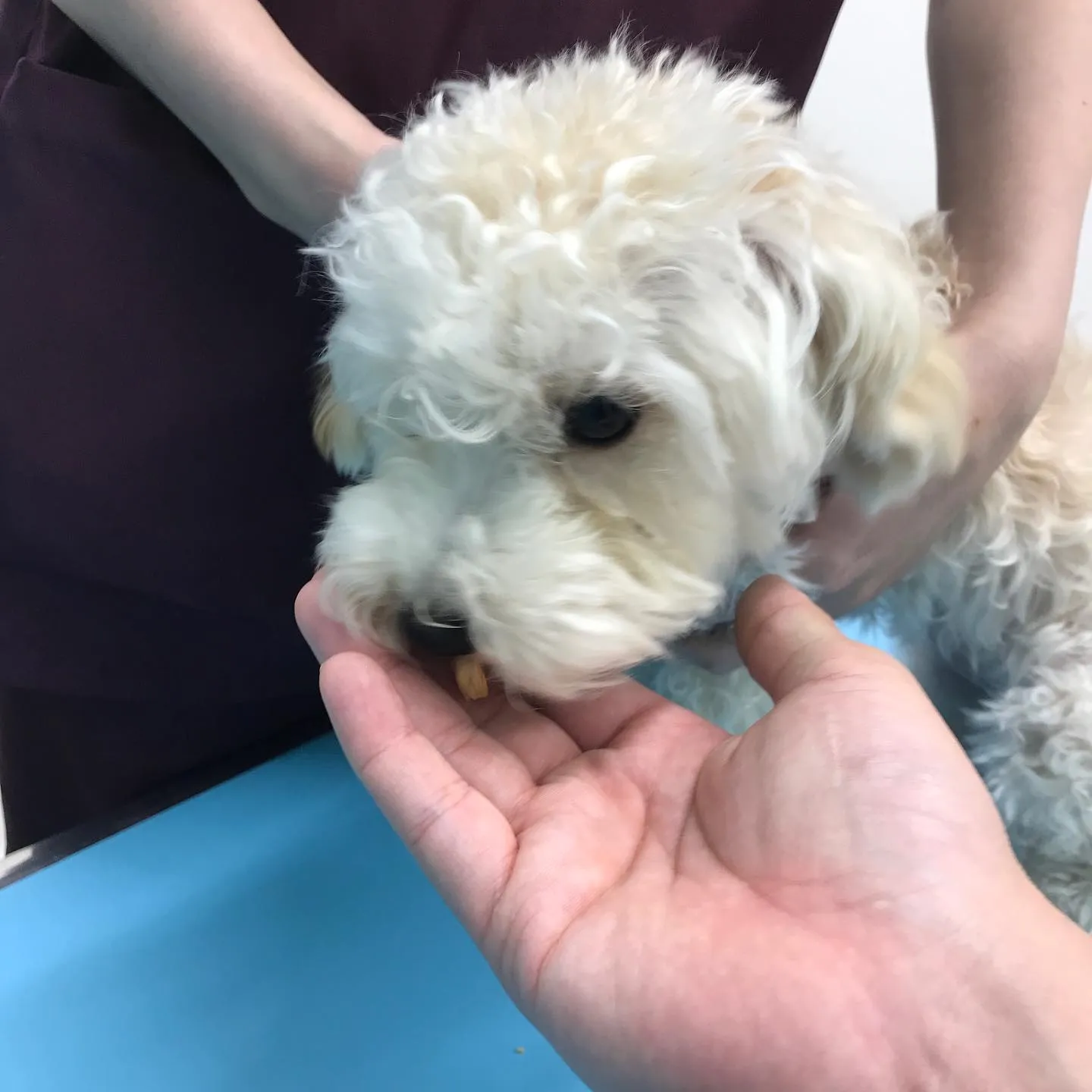 【避妊手術 犬ちゃん】