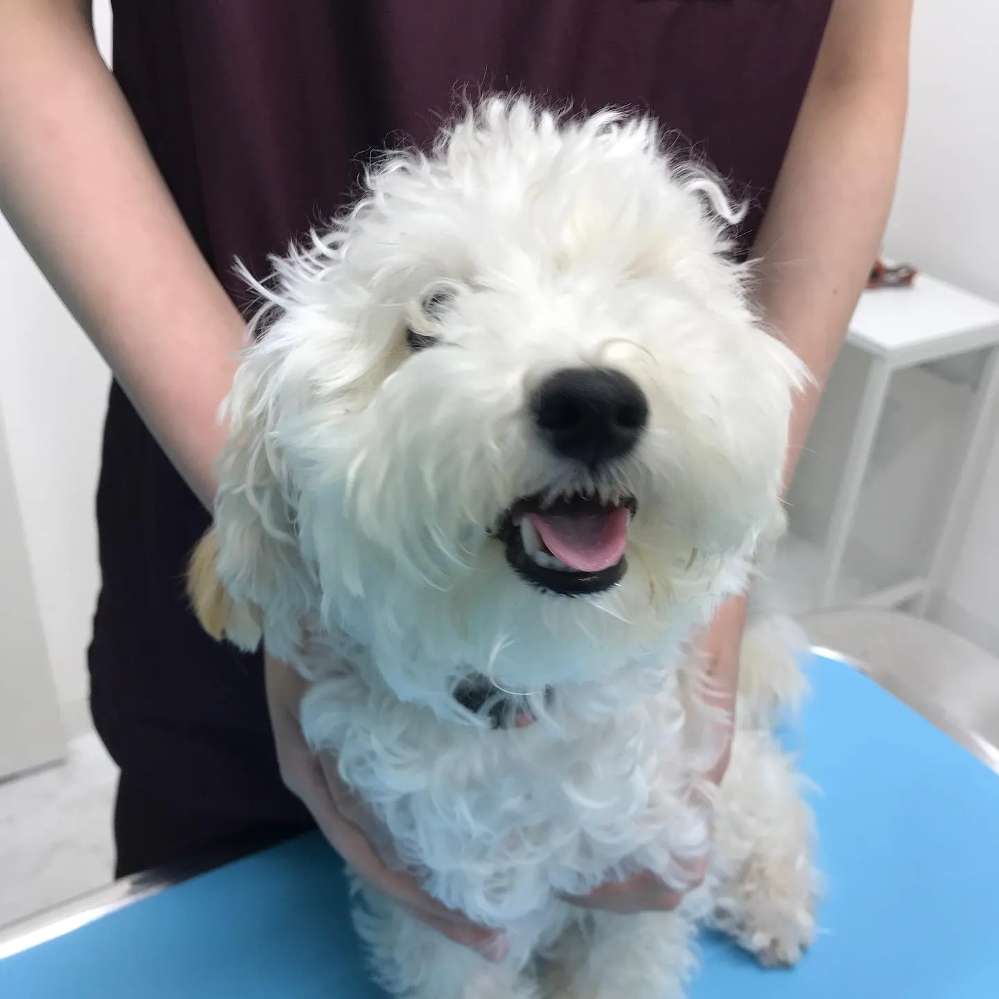 【避妊手術 犬ちゃん】