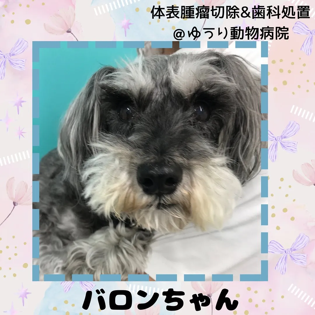 【体表腫瘤切除・歯科処置 犬ちゃん】