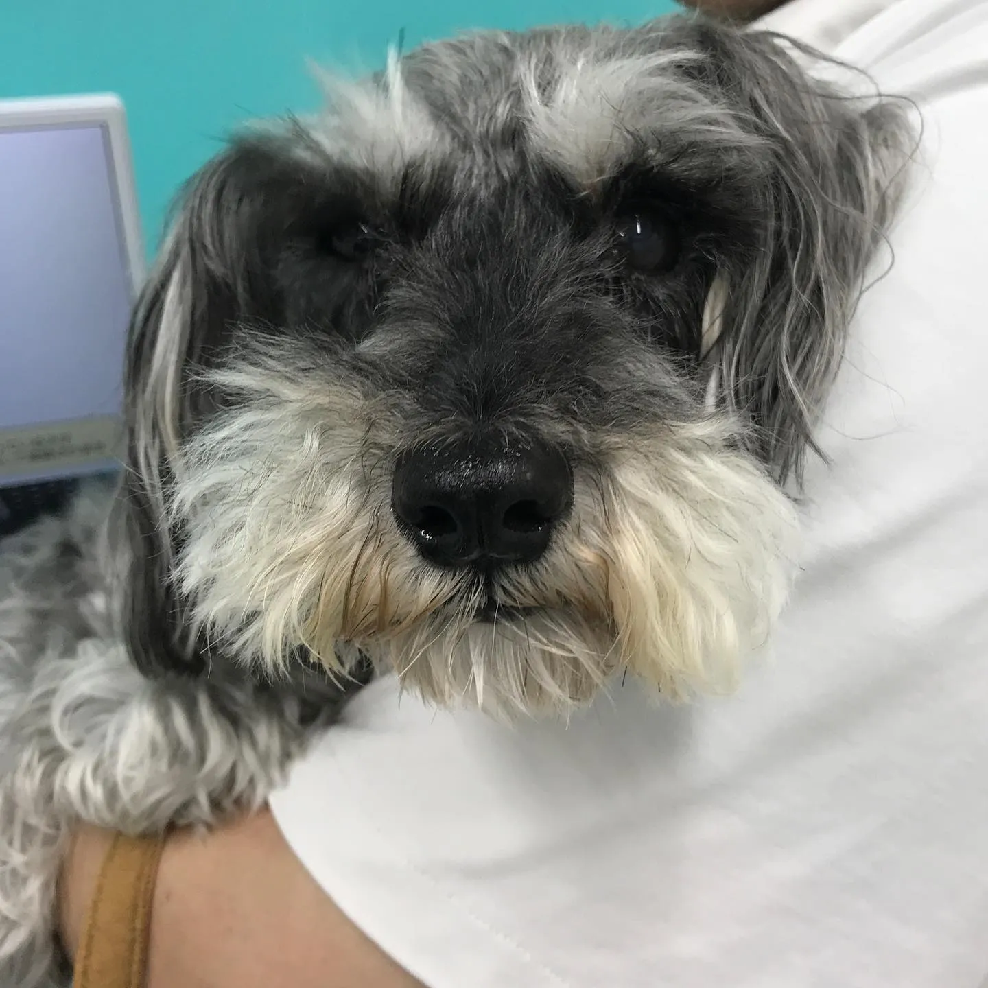 【体表腫瘤切除・歯科処置 犬ちゃん】