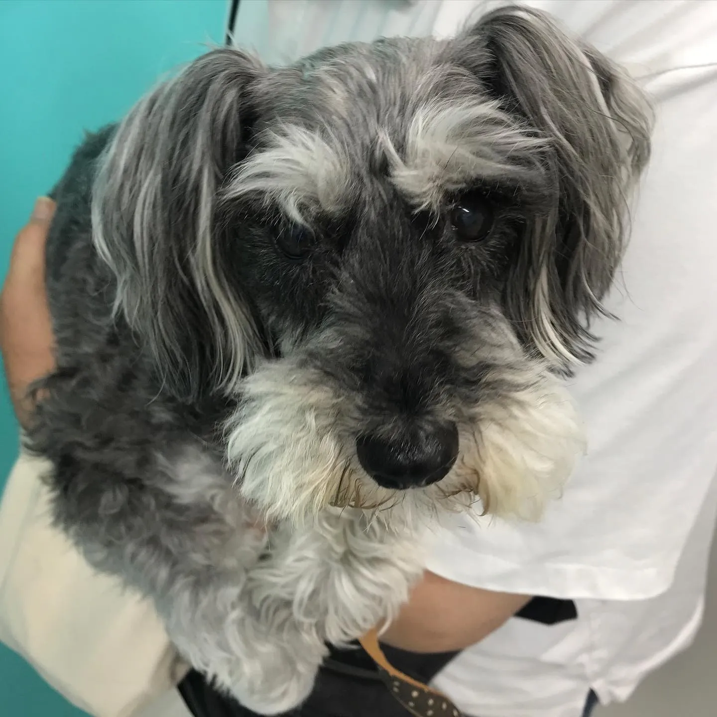 【体表腫瘤切除・歯科処置 犬ちゃん】