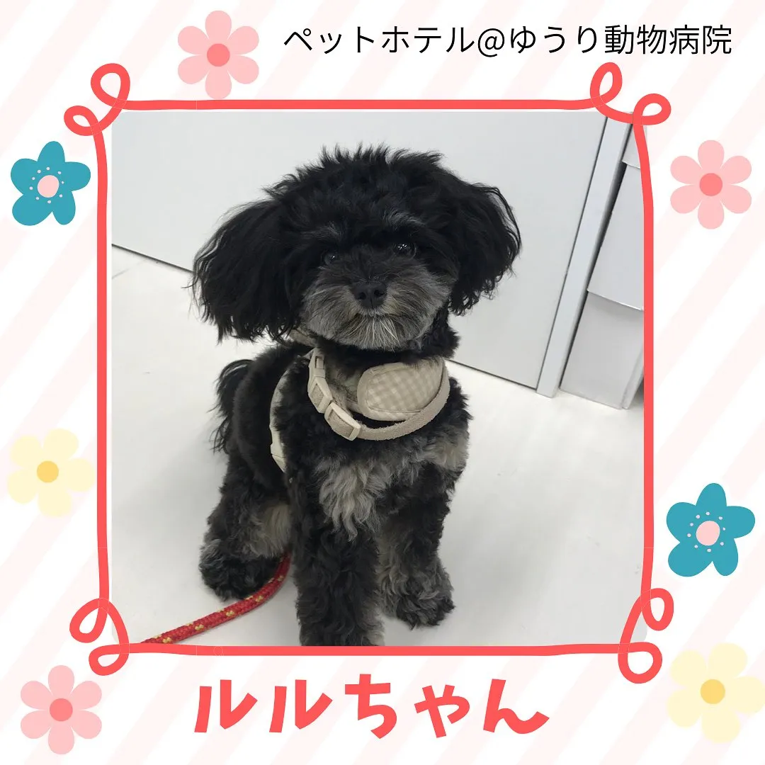 【ペットホテル 犬ちゃん】