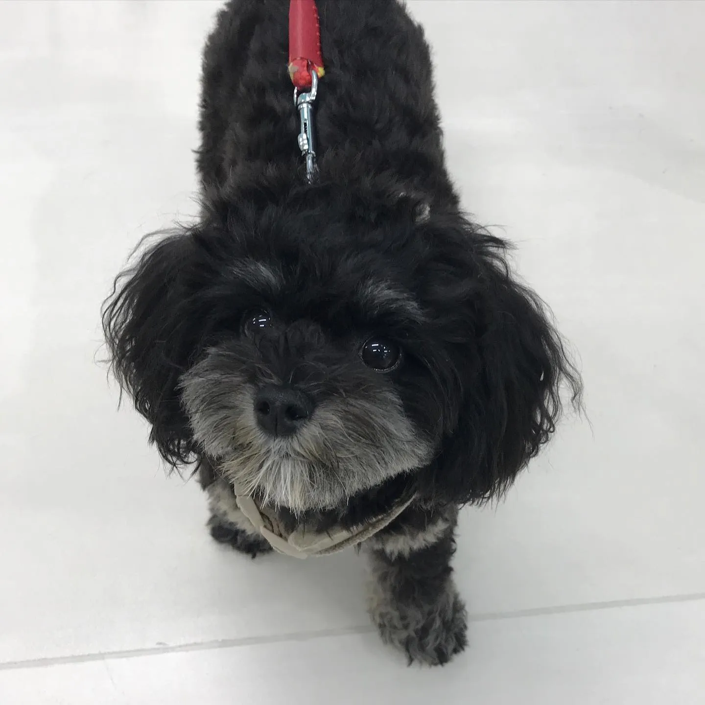 【ペットホテル 犬ちゃん】