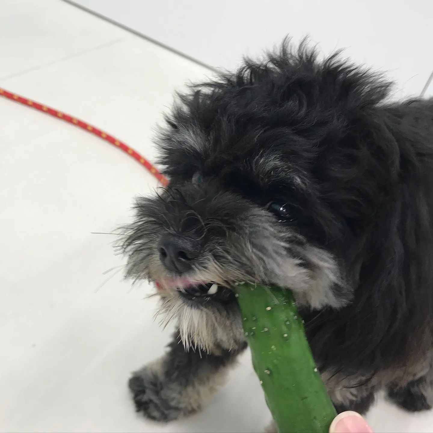 【ペットホテル 犬ちゃん】