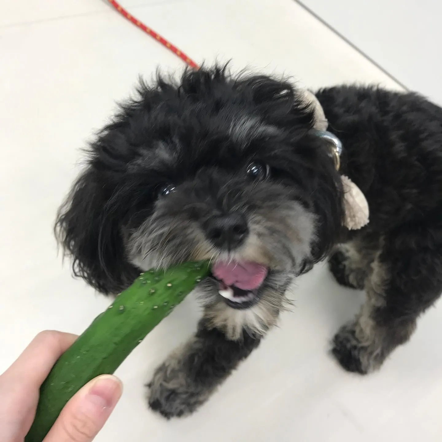 【ペットホテル 犬ちゃん】