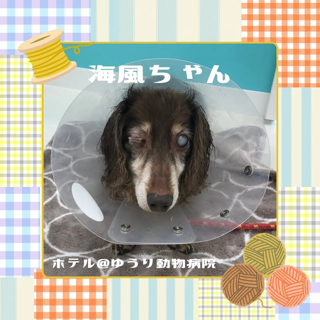 【ペットホテル 犬ちゃん】