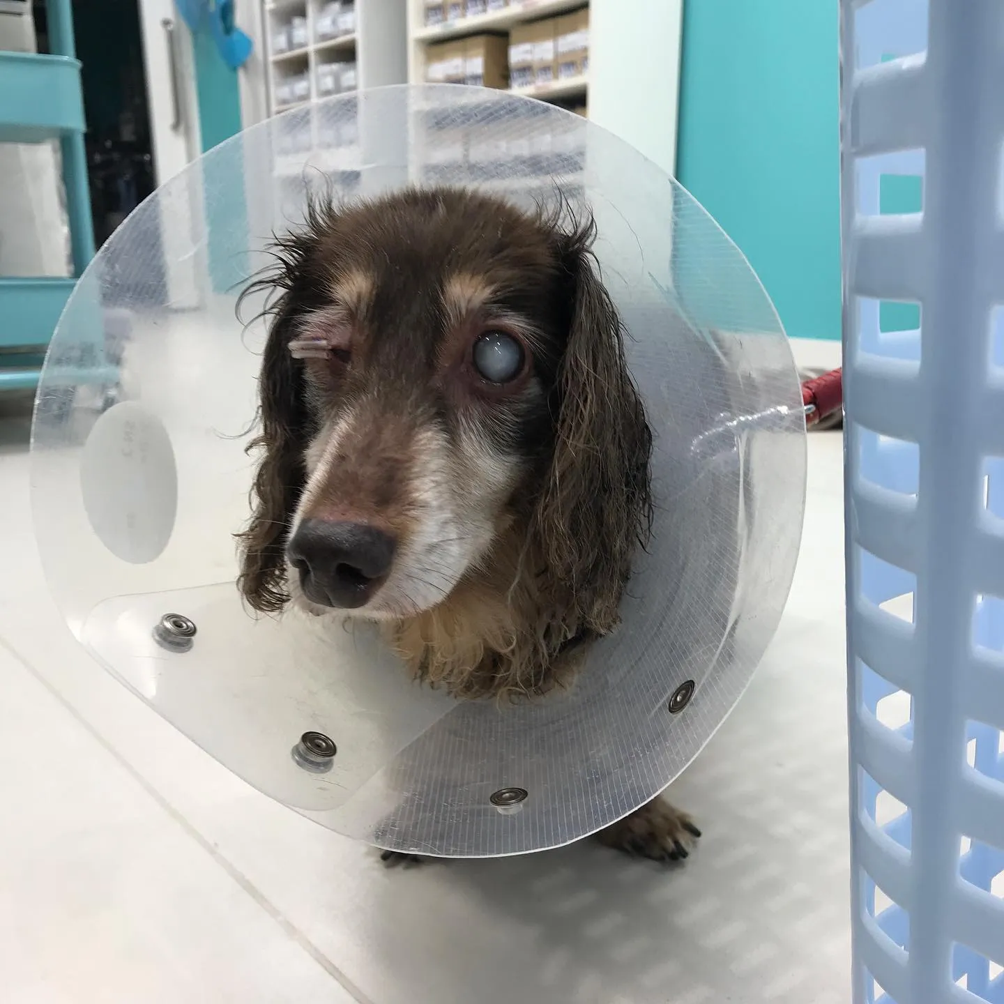 【ペットホテル 犬ちゃん】