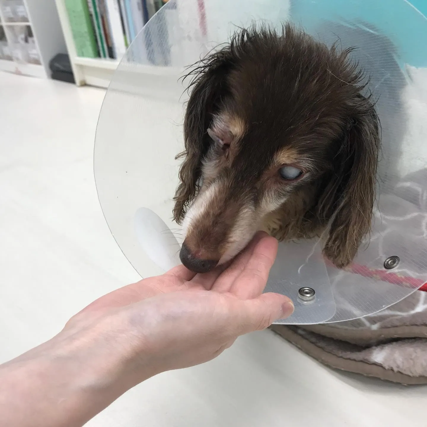 【ペットホテル 犬ちゃん】