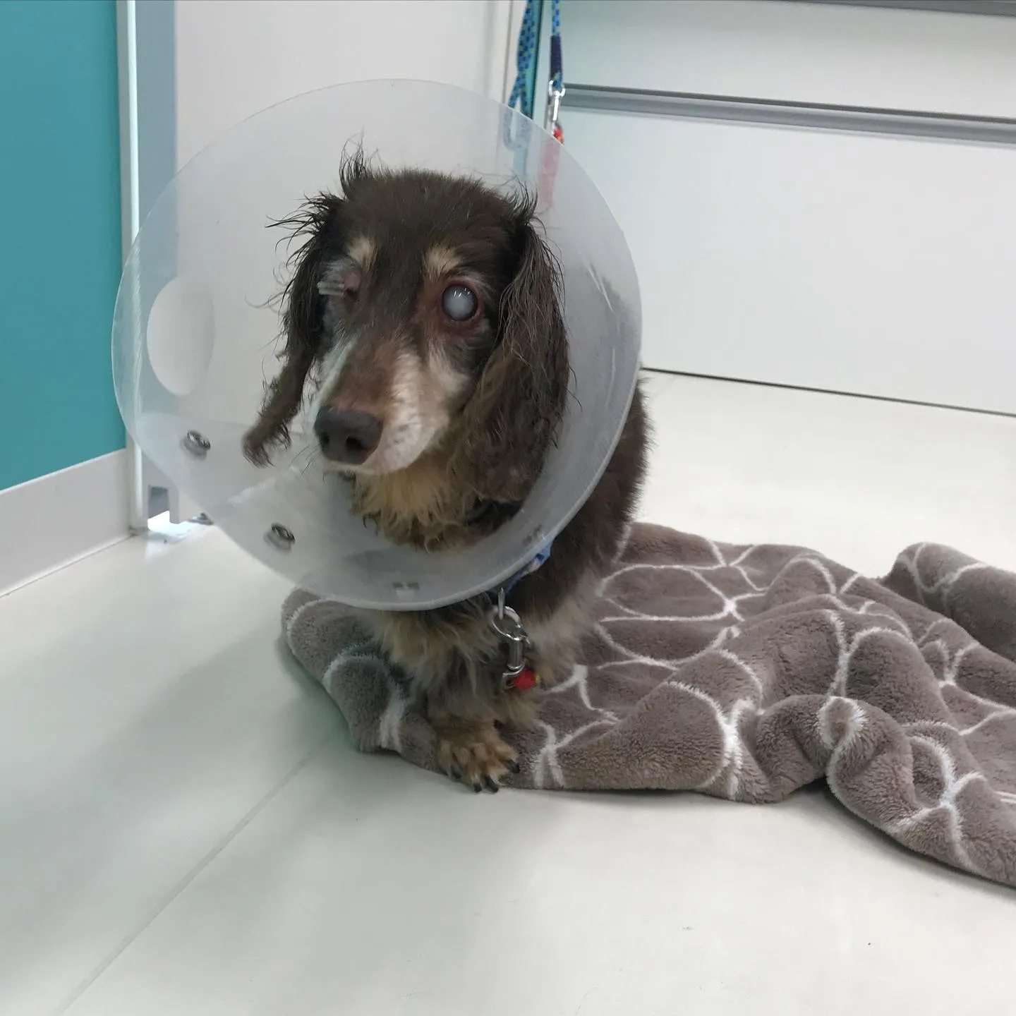 【ペットホテル 犬ちゃん】