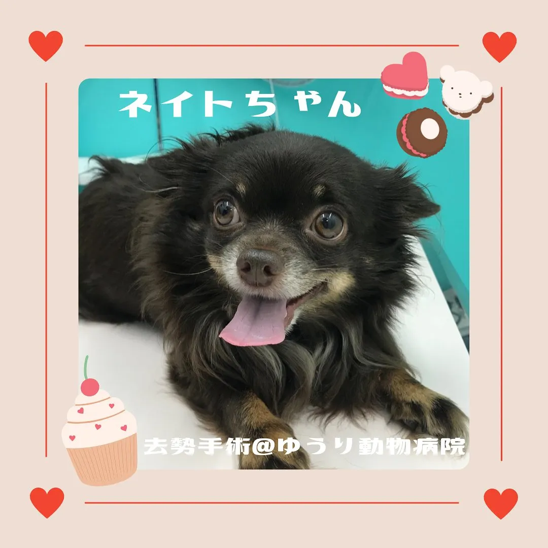 【去勢手術 犬ちゃん】