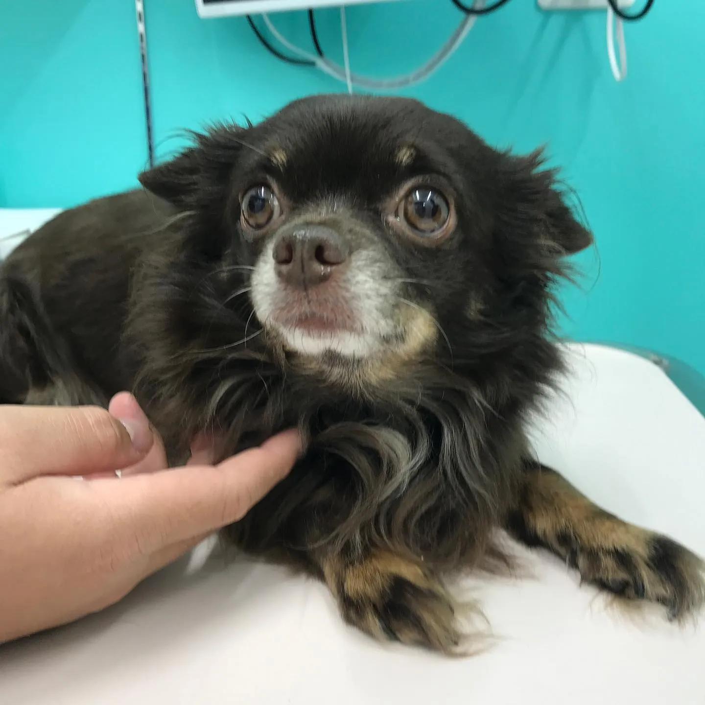 【去勢手術 犬ちゃん】