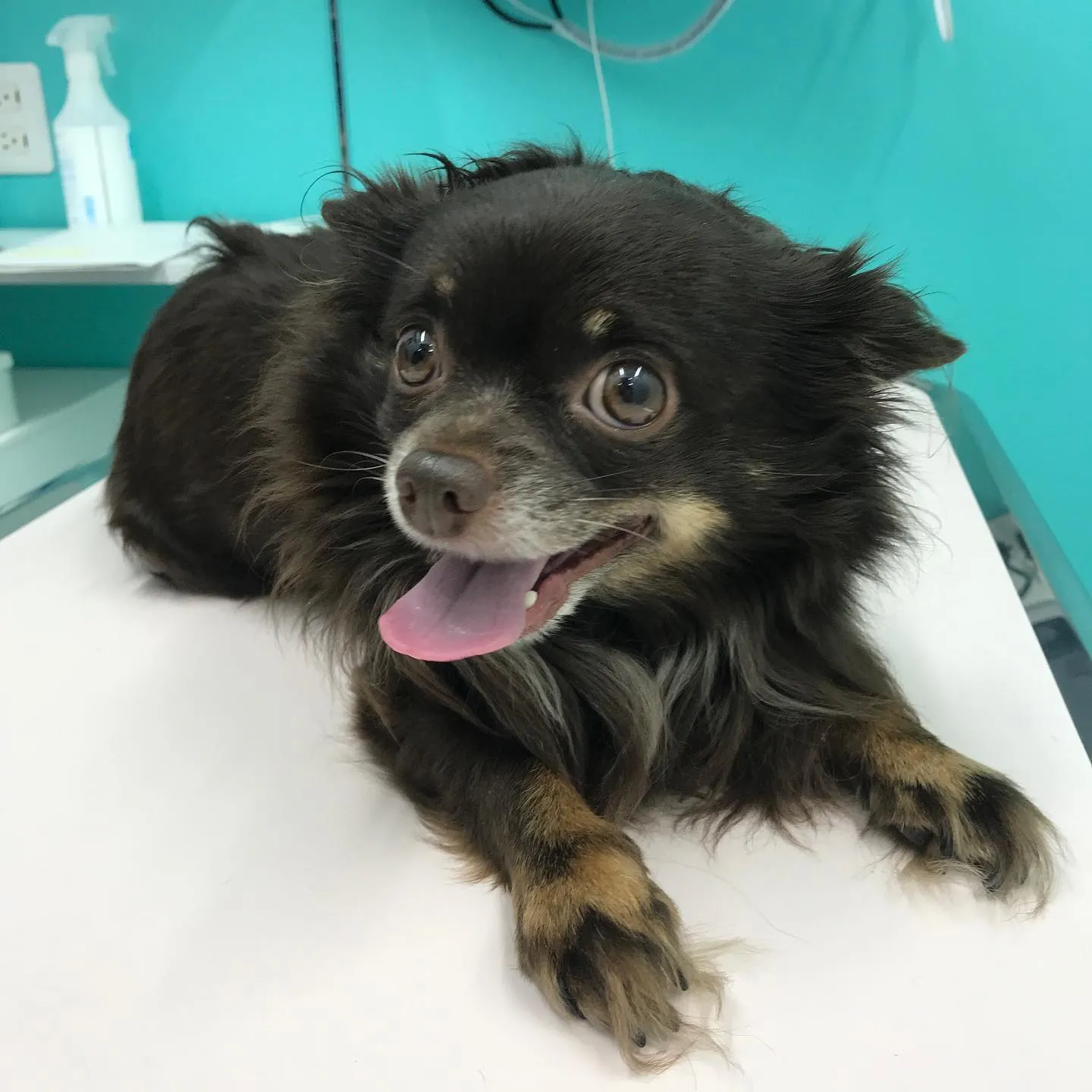 【去勢手術 犬ちゃん】