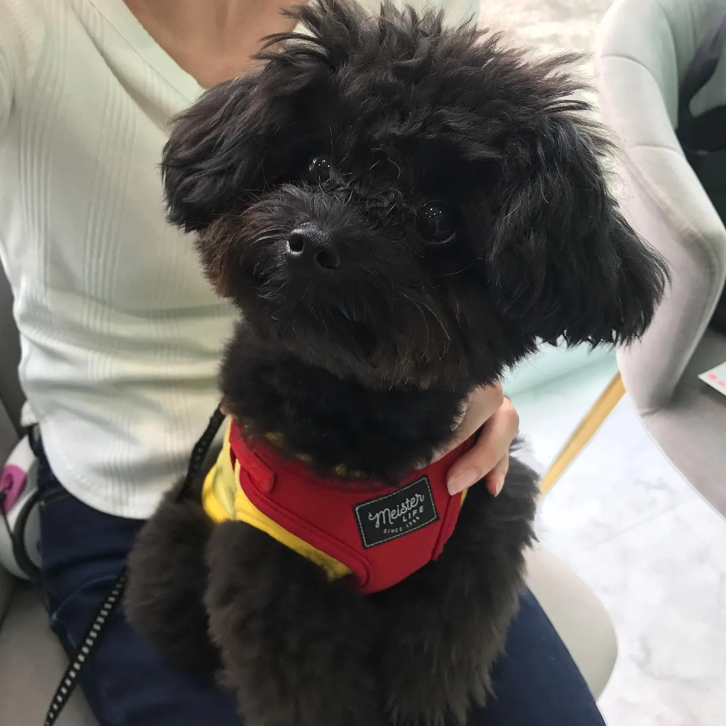 【パピーパーティー】