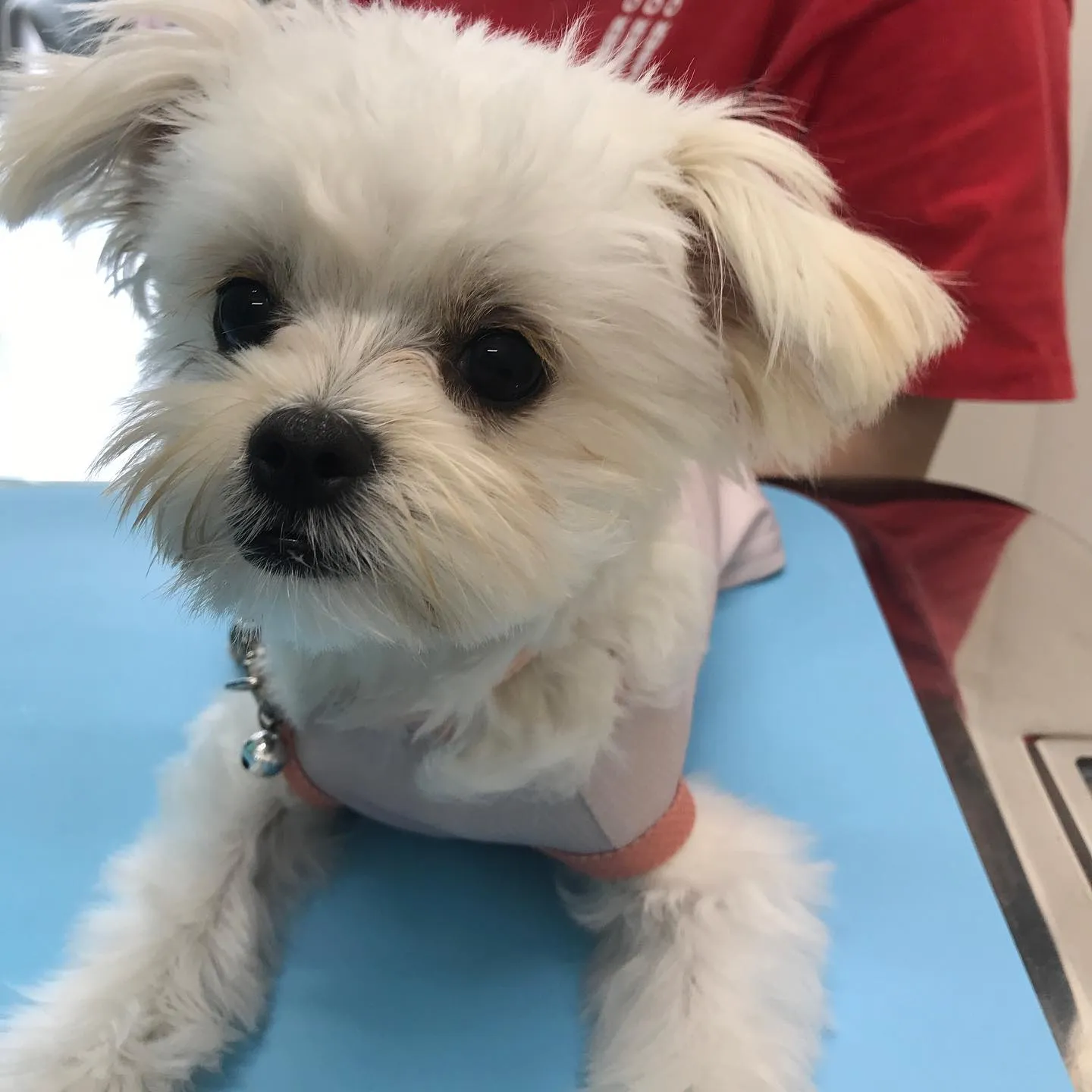 【パピーパーティー】