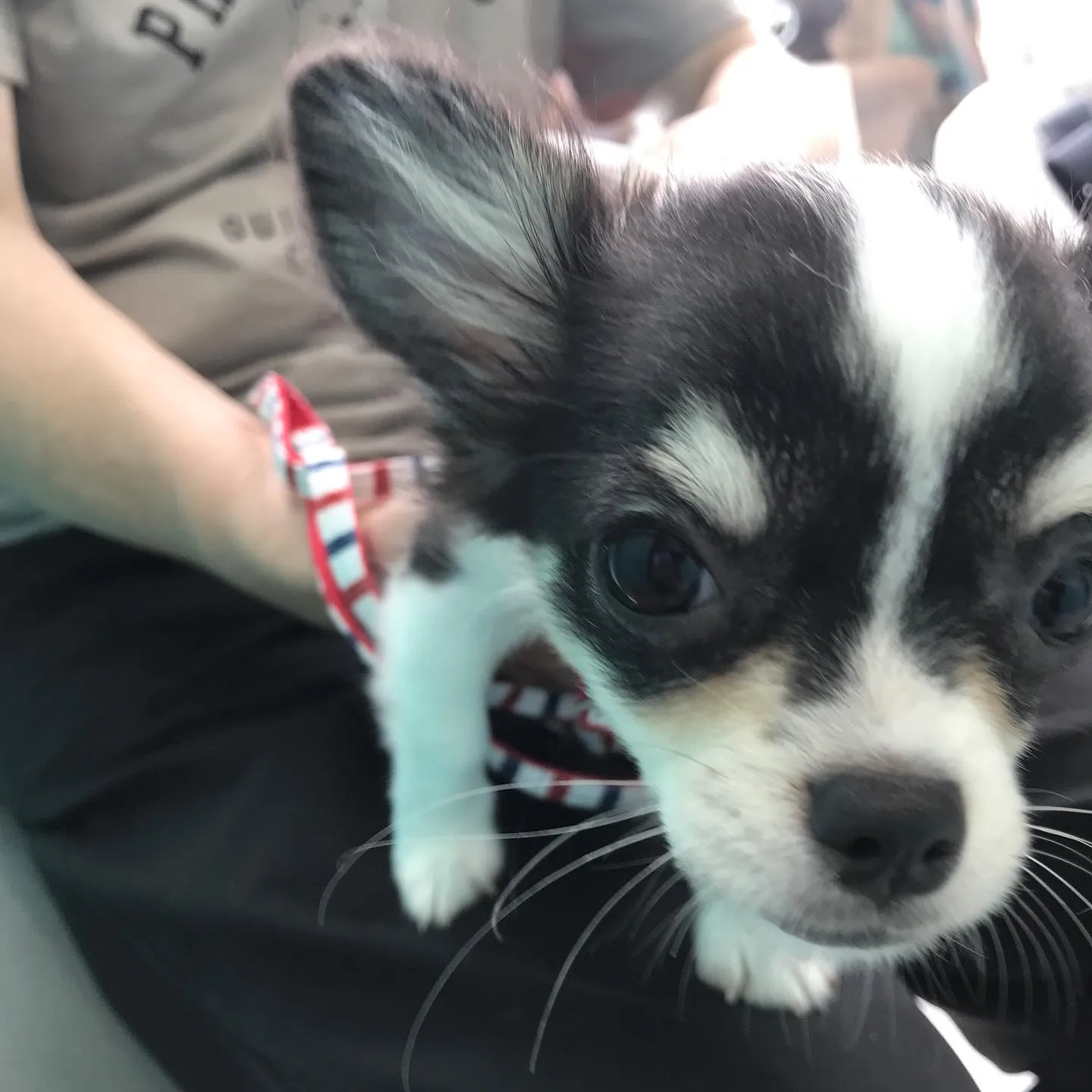 【パピーパーティー】