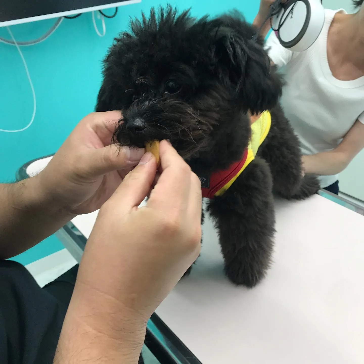 【パピーパーティー】