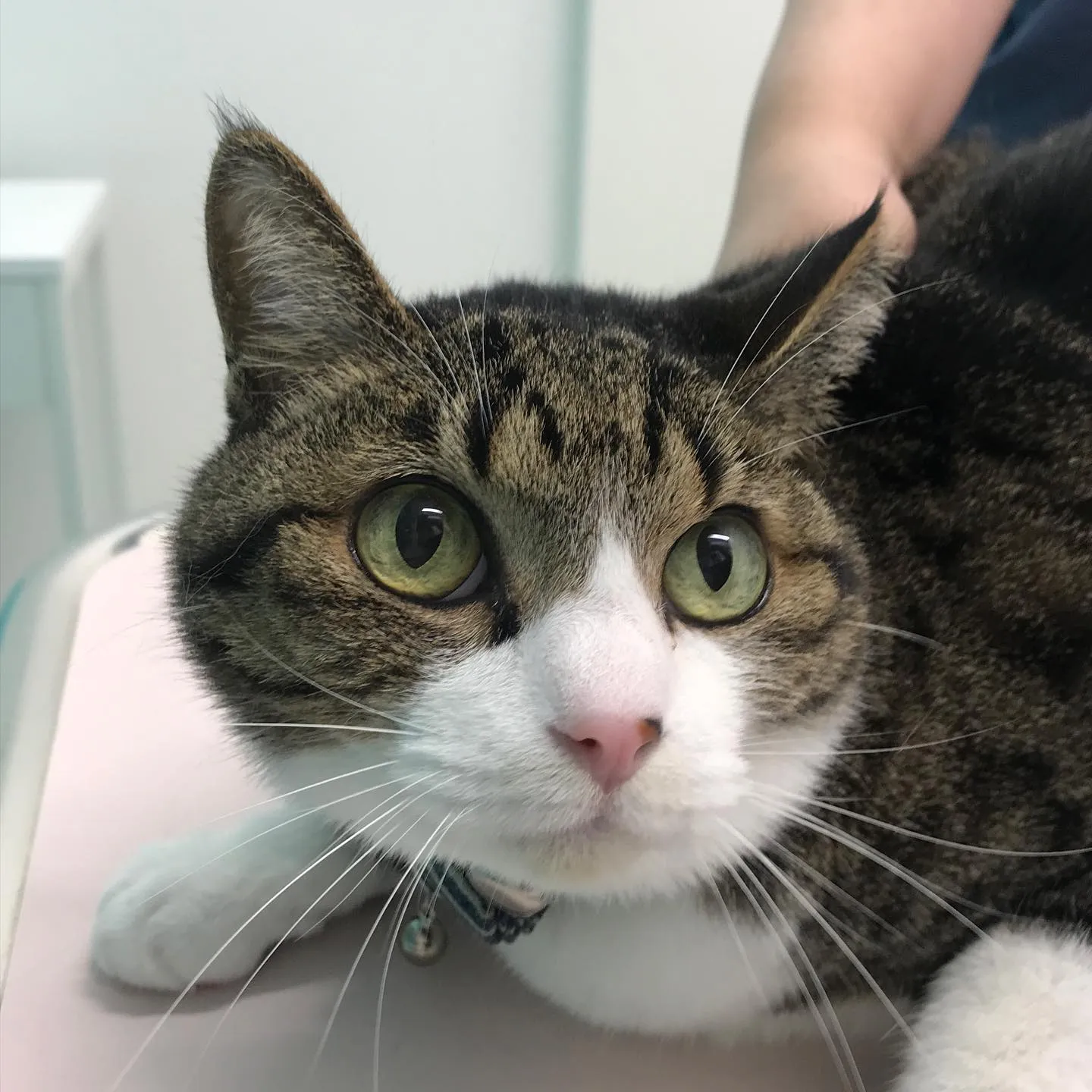 【歯科処置 猫ちゃん】