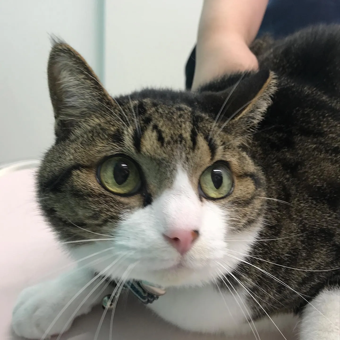 【歯科処置 猫ちゃん】