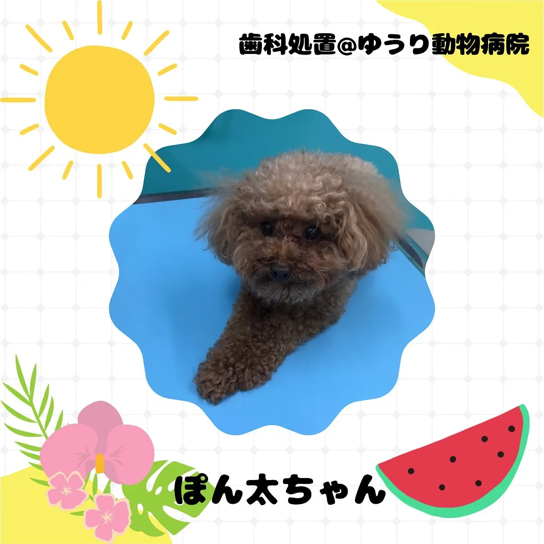 【歯科処置　犬ちゃん】