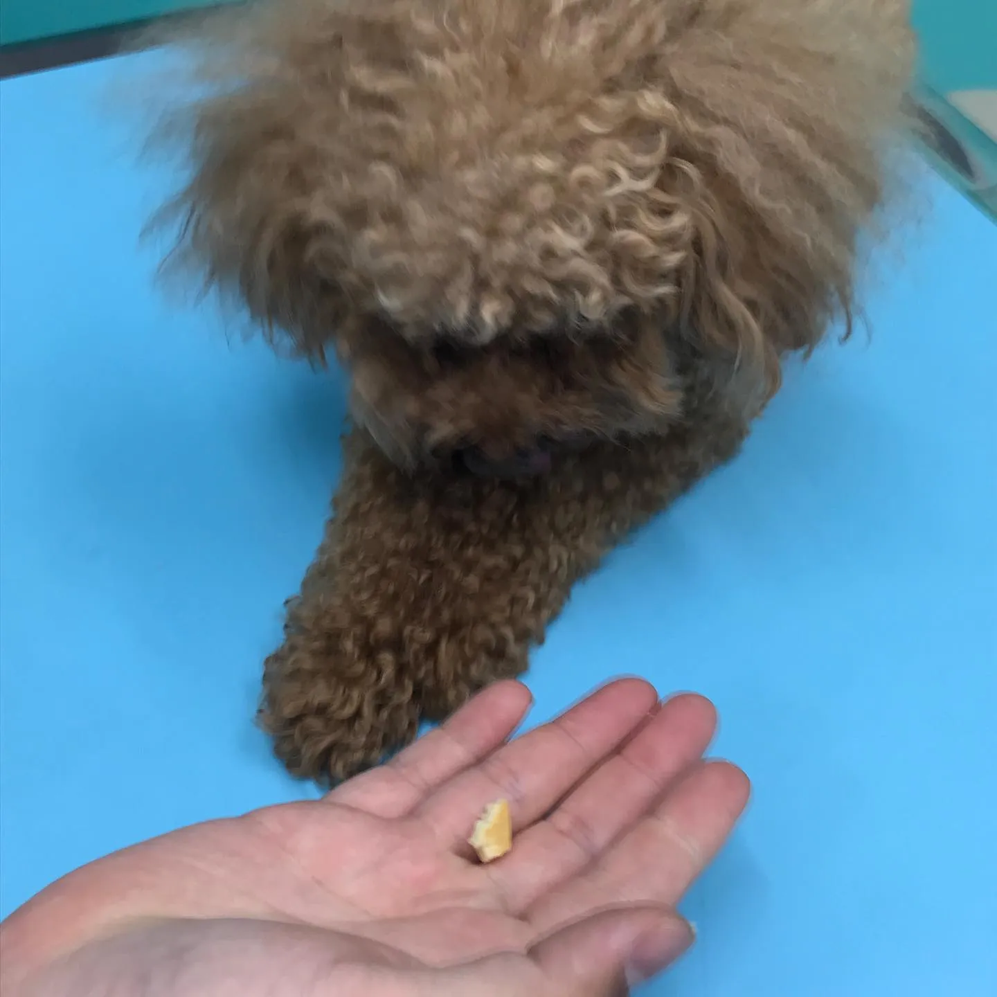 【歯科処置　犬ちゃん】