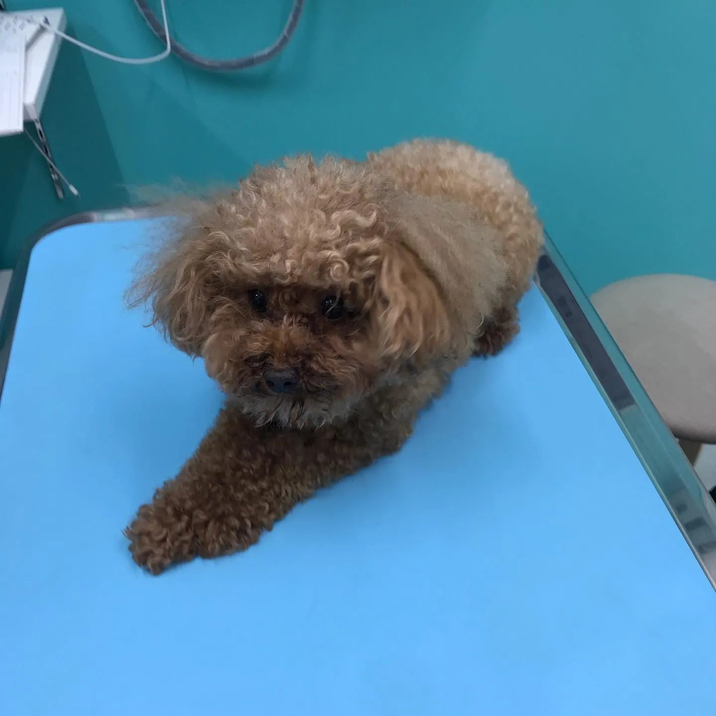 【歯科処置　犬ちゃん】