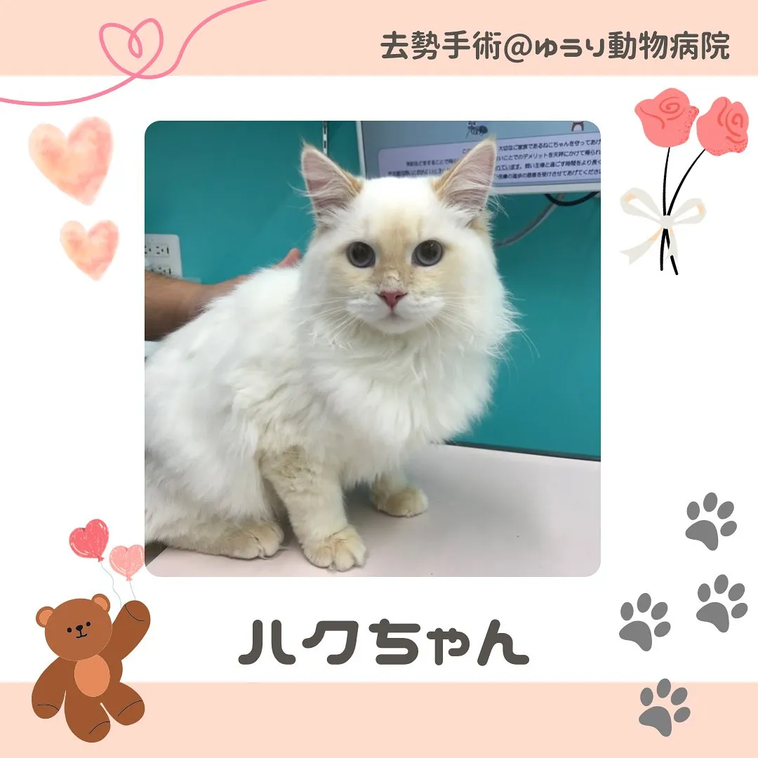 【去勢手術 猫ちゃん】