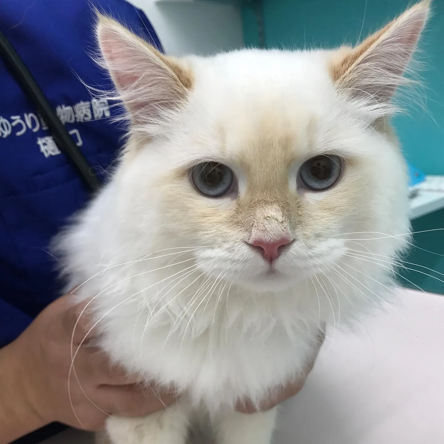 【去勢手術 猫ちゃん】