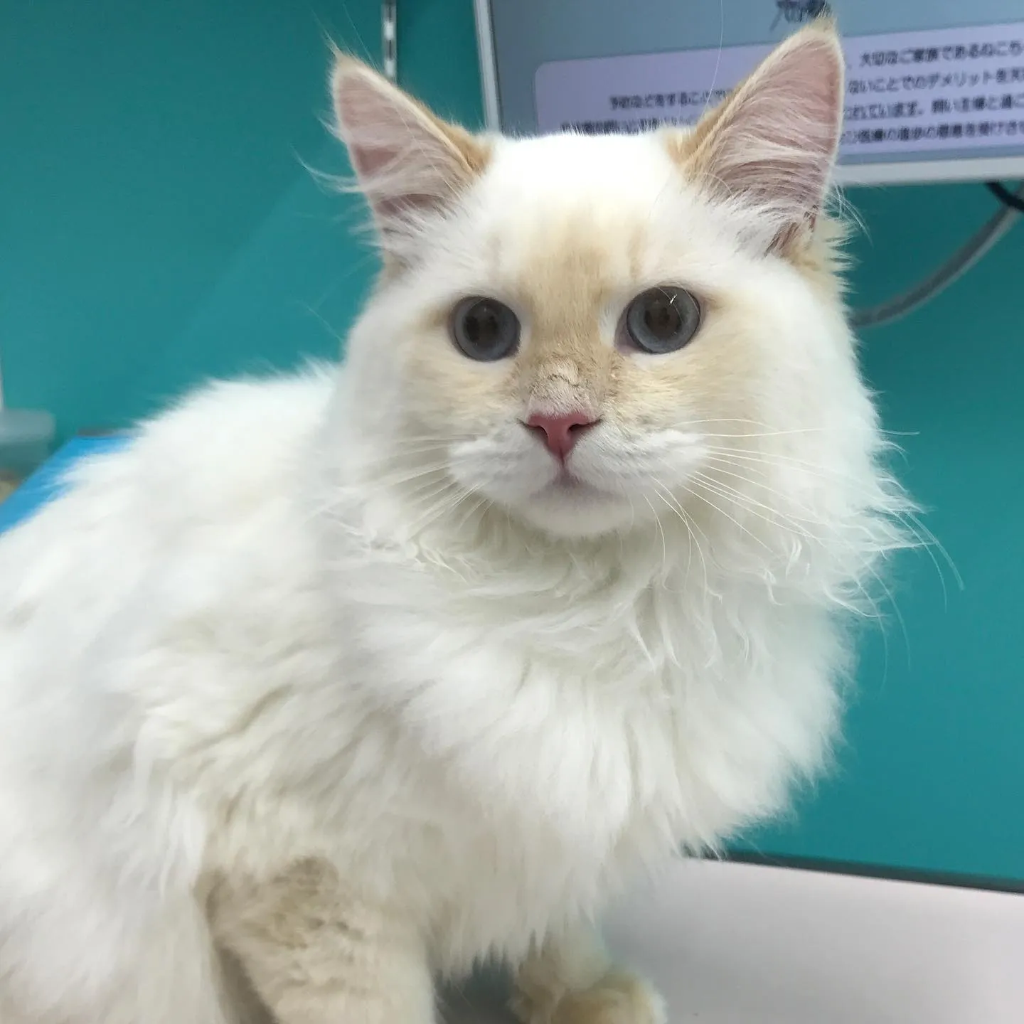 【去勢手術 猫ちゃん】