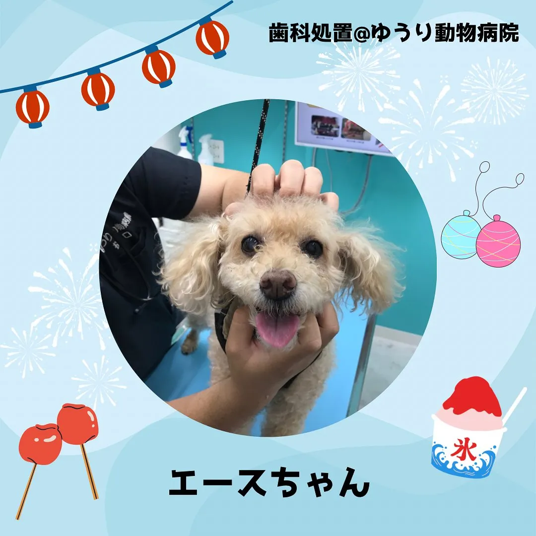 【歯科処置 犬ちゃん】