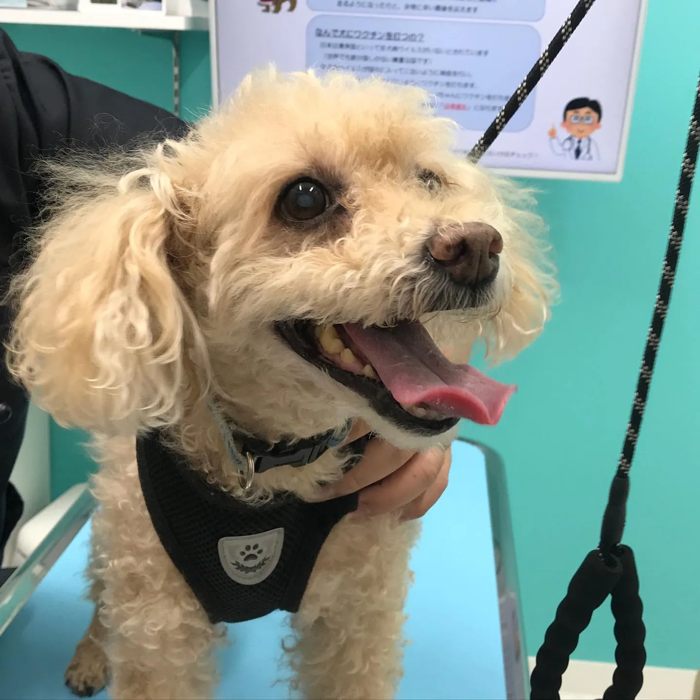 【歯科処置 犬ちゃん】