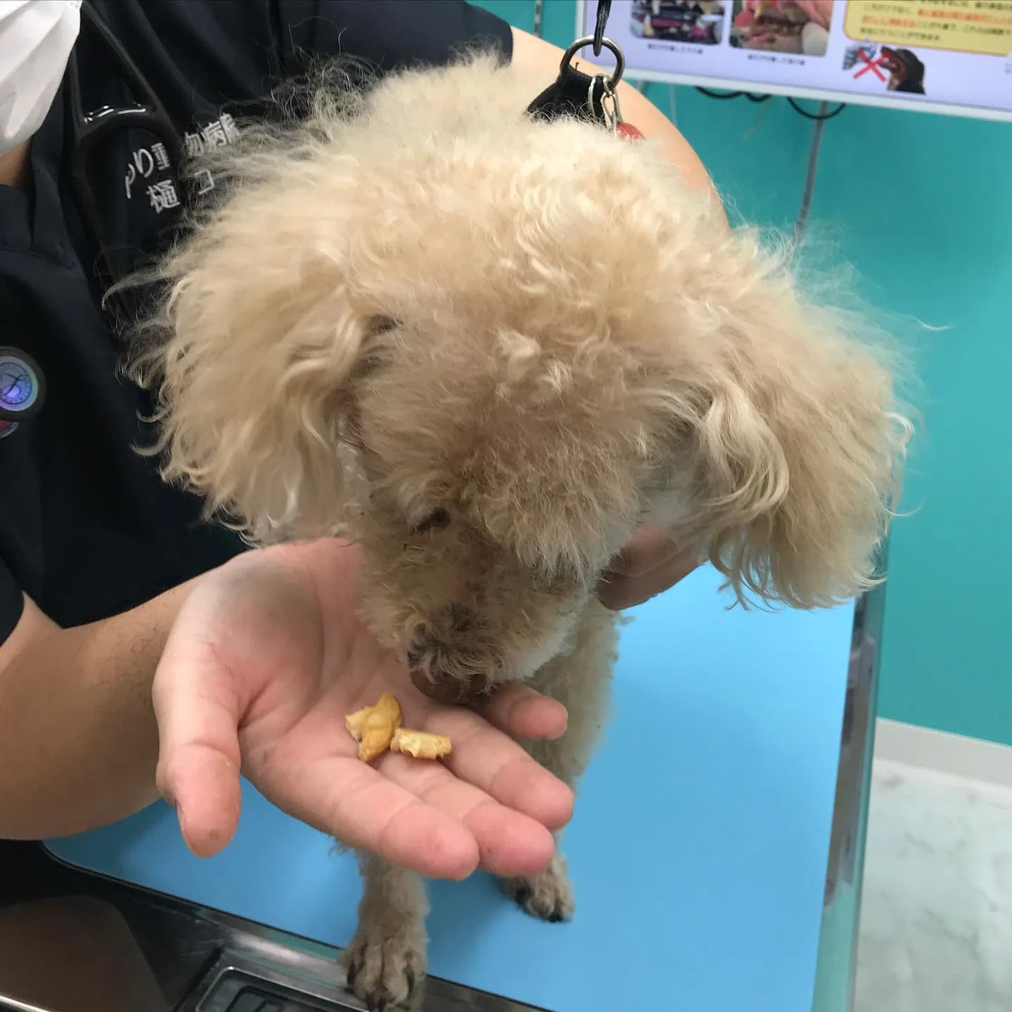 【歯科処置 犬ちゃん】