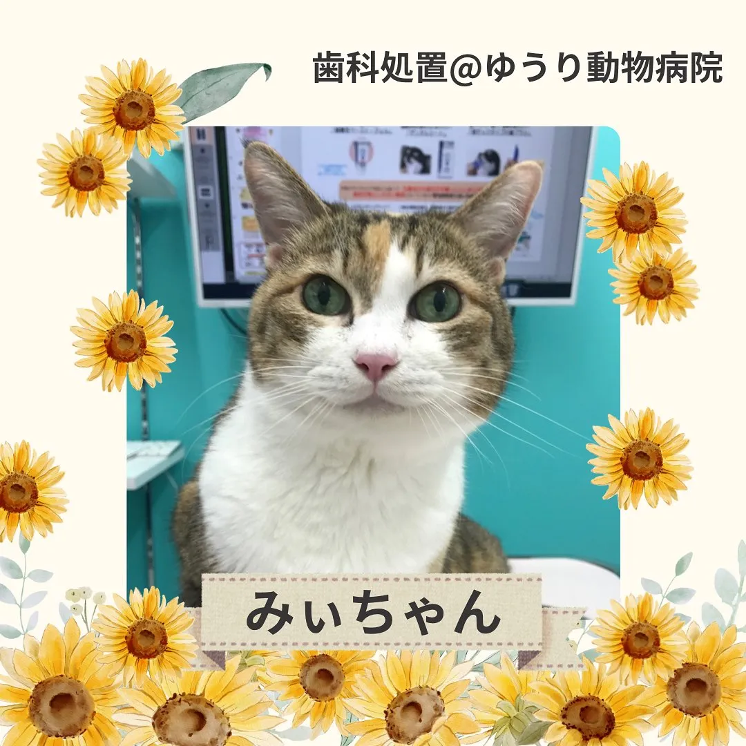 【歯科処置　猫ちゃん】